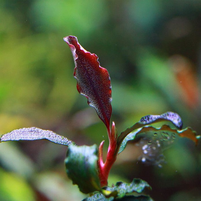 Bucephalandra sp. 'Brownie Ghost X' for Sale | My Home Nature