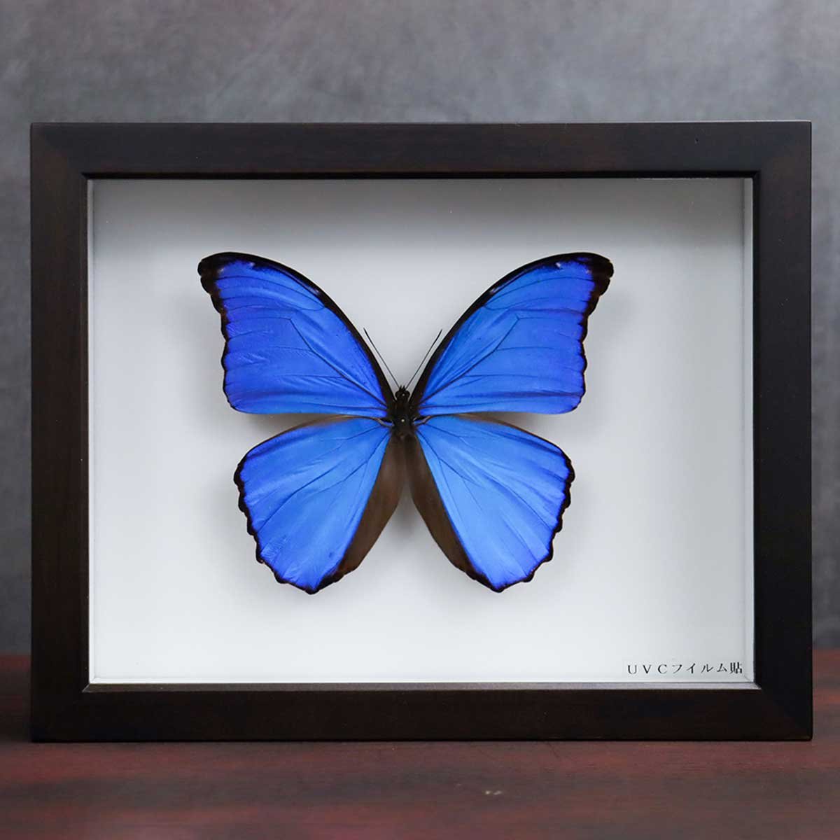 楽天市場】モルフォ蝶 標本の通販 絵画 蝶 日本画 切り絵 3D 立体アート