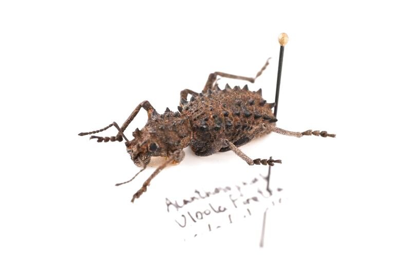標本用品 Acantholophus sp ゾウムシの一種 Acantholophus sp