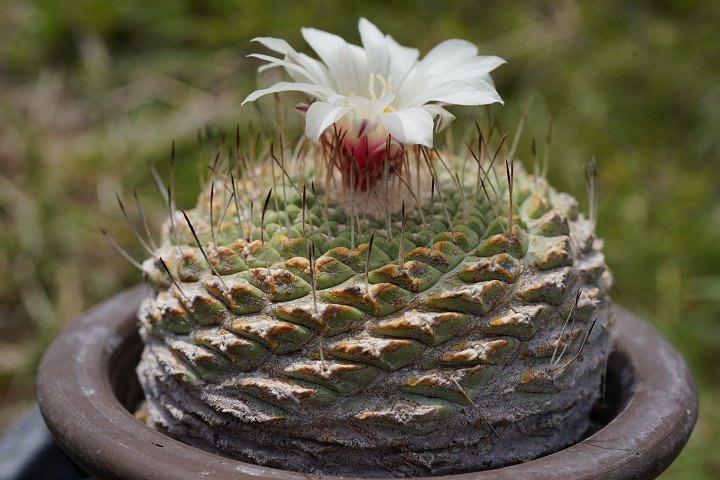 サボテン 青紫白世界3コン サボテン 青紫白世界3コン サボテン 青紫白世界