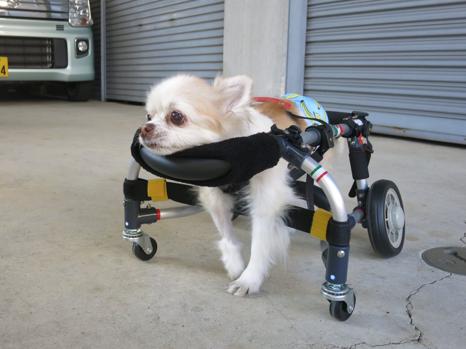 犬 車椅子 歩行器 4輪犬用車椅子、 フルサポート調整可能な軽量車いす