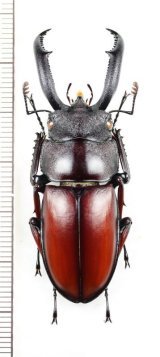 ベトナム産 マイシカクワガタ 45mm ベトナムのクワガタムシ Lucanidae