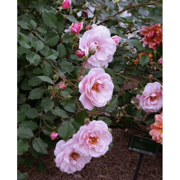 キティ ローズ タペストリー 薔薇 25周年限定 多用途 1999 新品 激レア