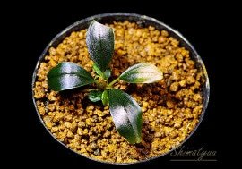 一点物 Bucephalandra sp. Penelope 2020.10 No.19 | 水草・観葉植物