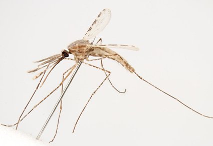 An overview of the mosquitoes of Saudi Arabia (Diptera: Culicidae
