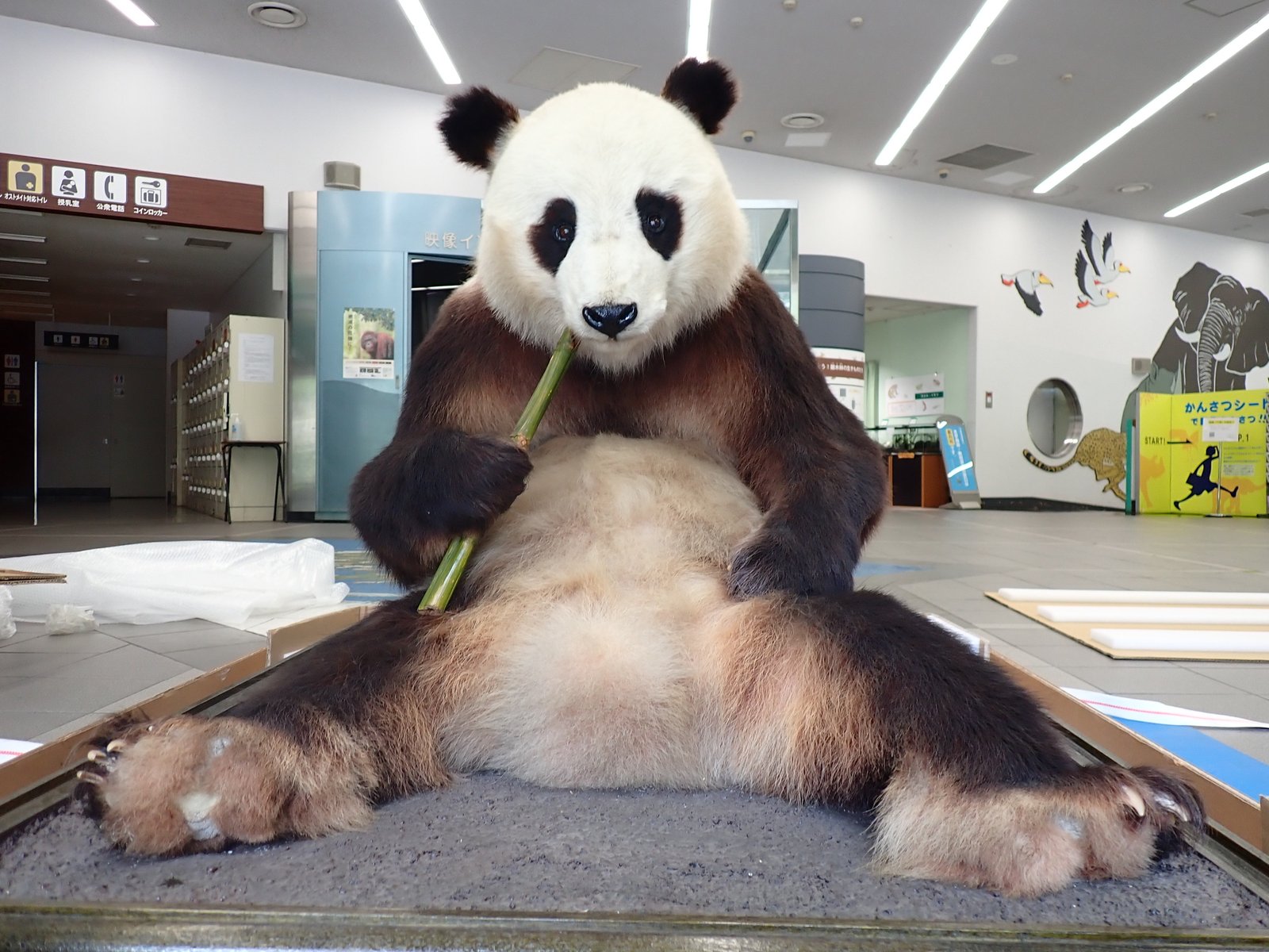 ジャイアントパンダカンカン(康康) パネル写真 ジャイアントパンダ