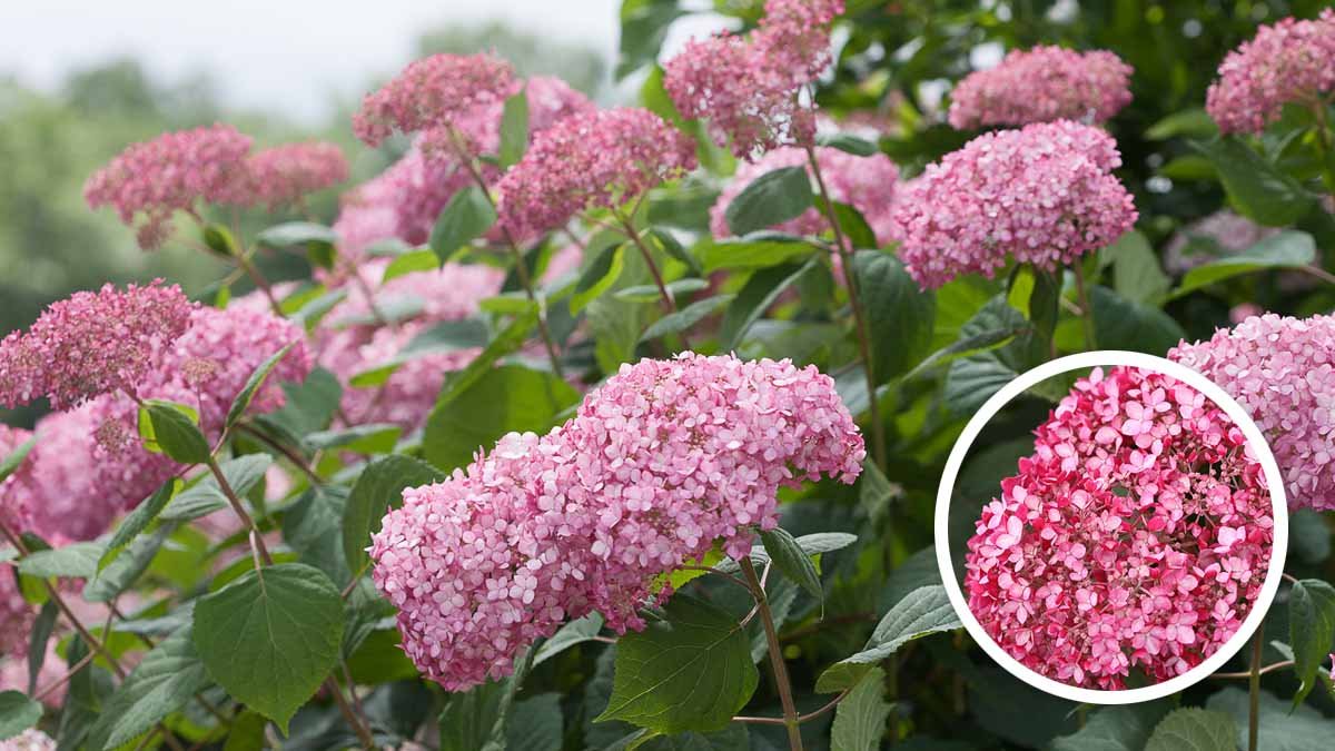 アナベル(アメリカあじさい) | PROVEN WINNERS (PW)【植物の国際ブランド】